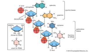 Seengar Sengar method of dna sequencing | PPTX
