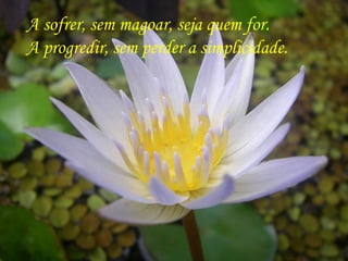 A sofrer, sem magoar, seja quem for.
A progredir, sem perder a simplicidade.
 