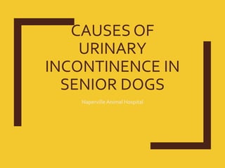 CAUSES OF
URINARY
INCONTINENCE IN
SENIOR DOGS
Naperville Animal Hospital
 