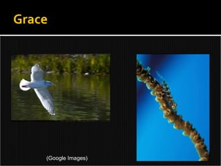 Grace (Google Images) 