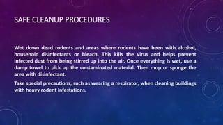 SAFE CLEANUP PROCEDURES 
Wet down dead rodents and areas where rodents have been with alcohol, 
household disinfectants or bleach. This kills the virus and helps prevent 
infected dust from being stirred up into the air. Once everything is wet, use a 
damp towel to pick up the contaminated material. Then mop or sponge the 
area with disinfectant. 
Take special precautions, such as wearing a respirator, when cleaning buildings 
with heavy rodent infestations. 
 