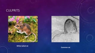 CULPRITS 
White tailed rat 
Common rat 
 