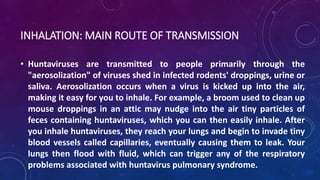 INHALATION: MAIN ROUTE OF TRANSMISSION 
• Huntaviruses are transmitted to people primarily through the 
"aerosolization" of viruses shed in infected rodents' droppings, urine or 
saliva. Aerosolization occurs when a virus is kicked up into the air, 
making it easy for you to inhale. For example, a broom used to clean up 
mouse droppings in an attic may nudge into the air tiny particles of 
feces containing huntaviruses, which you can then easily inhale. After 
you inhale huntaviruses, they reach your lungs and begin to invade tiny 
blood vessels called capillaries, eventually causing them to leak. Your 
lungs then flood with fluid, which can trigger any of the respiratory 
problems associated with huntavirus pulmonary syndrome. 
 