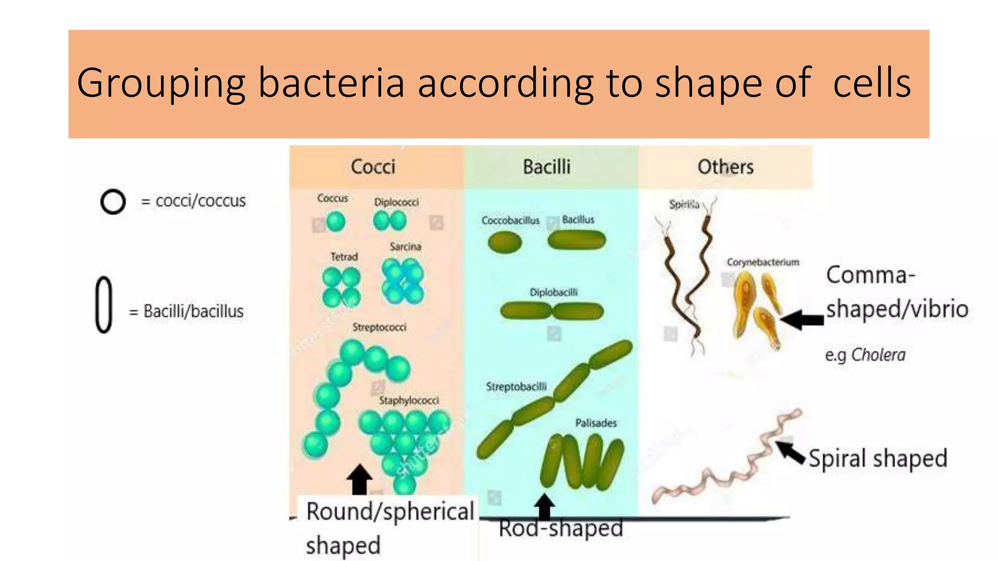 Senior one biology classification 2021 | PPTX