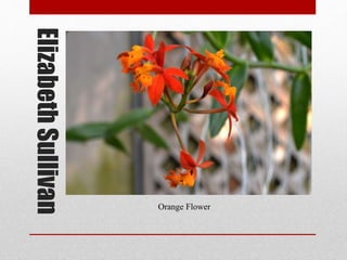ElizabethSullivan
Orange Flower
 