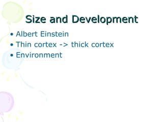 Size and Development Albert Einstein Thin cortex -> thick cortex Environment 
