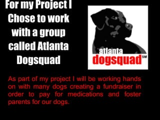 For my Project I
 Chose to work
  with a group
 called Atlanta
   Dogsquad
As part of my project I will be working hands
on with many dogs creating a fundraiser in
order to pay for medications and foster
parents for our dogs.
 