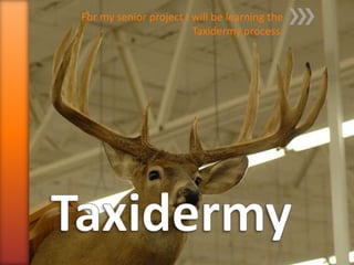 For my senior project I will be learning the
                        Taxidermy process.
 