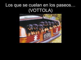 Los que se cuelan en los paseos…
(VOTTOLA)
 