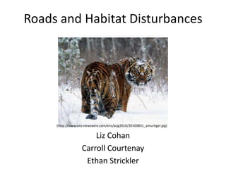 Roads and Habitat Disturbances




     (http://www.ens-newswire.com/ens/aug2010/20100831_amurtiger.jpg)


                       Liz Cohan
                   Carroll Courtenay
                    Ethan Strickler
 