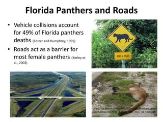 Florida Panthers and Roads
• Vehicle collisions account
  for 49% of Florida panthers
  deaths (Foster and Humphrey, 1995)
• Roads act as a barrier for
  most female panthers (Kerley et
   al., 2002)                                                              (http://www.cryptomundo.com/wp-content/uploads/FL-panther-
                                                                           crossing.jpg)




                                                                           (http://i9.photobucket.com/albums/a86/Pritchard71/D
                                                                           aily%20Kos/UCFP141_4-19-10_FWC_MAL_02_t300.jpg)
 (http://www.lochnermmmgroup.com/Images/Project/AlligatorAlleyprojet.png
 )
 