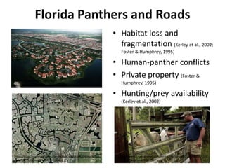 Florida Panthers and Roads
                                                                  • Habitat loss and
                                                                    fragmentation (Kerley et al., 2002;
                                                                     Foster & Humphrey, 1995)

                                                                  • Human-panther conflicts
                                                                  • Private property (Foster &
(http://biznews.fiu.edu/wp-
content/uploads/2011/09/everglades.jpg)
                                                                     Humphrey, 1995)

                                                                  • Hunting/prey availability
                                                                     (Kerley et al., 2002)




(http://blogs.miaminewtimes.com/riptide/Alligator%20Alley,%20Fl     (http://media.naplesnews.com/media/img/photos/2010/08/16/10081
orida%20-%20Google%20Maps.jpg)                                      6NS-LS-DeadDonkey05_t607.jpg)
 