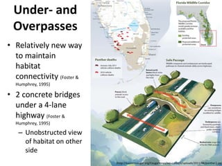 Under- and
 Overpasses
• Relatively new way
  to maintain
  habitat
  connectivity (Foster &
  Humphrey, 1995)

• 2 concrete bridges
  under a 4-lane
  highway (Foster &
  Humphrey, 1995)

   – Unobstructed view
     of habitat on other
     side
                           (http://easterncougar.org/CougarNews/wp-content/uploads/2011/08/panther2.jpg)
 