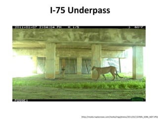 I-75 Underpass




       (http://media.naplesnews.com/media/img/photos/2011/01/13/IMG_0286_t607.JPG)
 