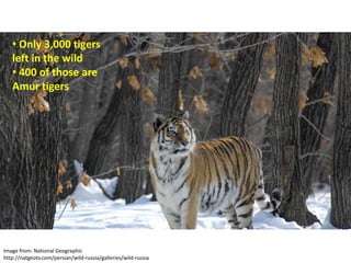 • Only 3,000 tigers
   left in the wild
   • 400 of those are
   Amur tigers




Image from: National Geographic
http://natgeotv.com/persian/wild-russia/galleries/wild-russia
 