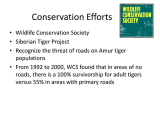 Conservation Efforts
• Wildlife Conservation Society
• Siberian Tiger Project
• Recognize the threat of roads on Amur tiger
  populations
• From 1992 to 2000, WCS found that in areas of no
  roads, there is a 100% survivorship for adult tigers
  versus 55% in areas with primary roads
 