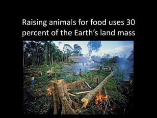 Raising animals for food uses 30 percent of the Earth’s land mass