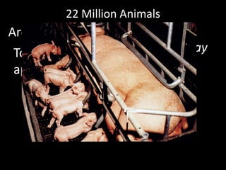 Are cruelly mistreated and killedEach dayTo satisfy our American appetite for meat 22 Million Animals