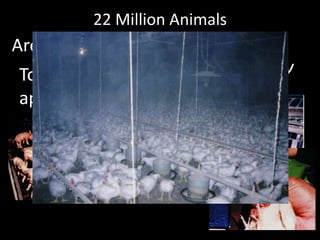 Are cruelly mistreated and killedEach dayTo satisfy our American appetite for meat 22 Million Animals