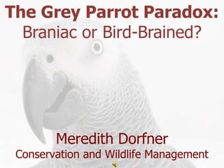 The Grey Parrot Paradox:
  Braniac or Bird-Brained?




        Meredith Dorfner
 Conservation and Wildlife Management
                                        1
 