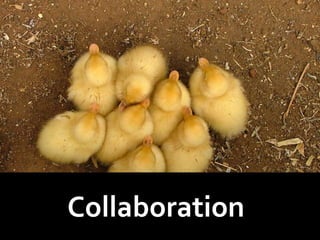Collaboration
