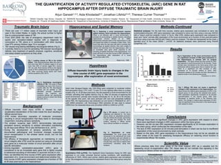 THE QUANTIFICATION OF ACTIVITY REGULATED CYTOSKELETAL (ARC) GENE IN RAT
HIPPOCAMPUS AFTER DIFFUSE TRAUMATIC BRAIN INJURY
1BASIS Chandler High School, Chandler, AZ, 2BARROW Neurological Institute at Phoenix Children’s Hospital- Phoenix, AZ, 3Department of Child Health, University of Arizona College of Medicine –
Phoenix, AZ, 4Phoenix VA Healthcare System- Phoenix, AZ, 5Department of Neuroscience, University of Strasbourg, France, 6Neuroscience Program, Arizona State University, Tempe, AZ,
References
Background
• Diffuse traumatic brain injury (dTBI) is caused by rapid
acceleration-deceleration of the brain inside the skull resulting in
diffuse axonal injury.
• dTBI incites secondary cascades of molecular processes,
resulting in circuit reorganization that likely leads to neurological
impairment, including sensory sensitivity.
• The whisker nuisance task (WNT) demonstrates late-onset,
persistent sensory sensitivity to whisker stimulation manifesting
by 28 days post-diffuse TBI in rats (McNamara et al., 2010).
• During the development of sensory sensitivity, we have
documented pathological and functional changes supporting
circuit reorganization in the whisker barrel circuit, but not the
hippocampus.
• The efficacy of therapeutic approaches on maintaining in vivo
circuit integrity after dTBI could be carried out using an immediate
early gene as a molecular marker of circuit activation after circuit-
specific stimulation.
• Activity-regulated cytoskeleton-associated (ARC) gene is
considered to be an immediate early gene that is tightly coupled
to behavioral encoding of information in neuronal circuits in vivo.
• Here, we identified the time course of ARC gene expression after
exploration of a novel environment and determined whether the
time course of ARC gene expression changed as a function of TBI
at 28 days post-injury in the hippocampus.
• McNamara et al., (2010) J Neurotrauma 27(4): 695-706.
• Centers for Disease Control and Prevention.—. MMWR 2011;
60(39):1337–1342.
• Khodadad et al. (2015) Behavioral Brain Research;284:249-56
• Moser et al(1998). J Neuroscience 18(18): 7535-7542.
Hypothesis
Diffuse traumatic brain injury leads to changes in the
time course of ARC gene expression in the
hippocampus after exploration of novel environment.
Methods
Adult male Sprague-Dawley rats (300-350g) were subjected to moderate midline
fluid percussion injury ( FPI; n=67; 1.9 atm; 6-10 min righting reflex time) or a sham
surgery (Fig. 4). At 28 days post-injury, the rats explored a novel environment for 20
minutes, activating their spatial memory (Fig. 5). After 20 minutes of exploring the
novel environment, animals were housed individually for 15, 30, 60 or 90 minutes.
At the specific time point, rats were perfused with iced cold phosphate buffered
saline PBS, the hippocampus was dissected out and stored in RNAlater® at -20°C
until mRNA extraction. Life Technology’s RNA extraction kit was used to extract
mRNA from the dissected tissue and converted mRNA to CDNA for q-PCR.
Quantitative PCR (q-PCR): The TaqMan® Gene Expression Assay for ARC was
optimized to run under universal thermal cycling conditions, with amplification
efficiencies of 100%. Within each animal, relative gene expression was normalized
to the 18s endogenous control and the expression level in the naive group using the
2-ΔΔCT.
Methods-Continued
Statistical analyses: For the both time courses, relative gene expression was normalized to naïve rats
(unstimulated/uninjured). ARC gene expression was compared to naïve over time using a one-way ANOVA
with a Tukey’s post-hoc analysis (“naïve” in Fig 6). After dTBI, relative gene expression was compared to
sham and “naïve” animals after exploration of the novel environment as a function of time post-stimulation
and injury using a two-way ANOVA with Tukey’s post-hoc analysis. The data are represented as the mean ±
standard error of the mean (SEM) *, p<0.05. All statistical analyses were performed using Prism®
(GraphPad, CA).
Conclusions
• Although there were no significant changes in ARC gene expression with respect to sham,
there were significant changes in ARC expression within the injury group.
• However, we did not see ARC expression increase significantly at 30 minutes exploration in
the sham group, which confounds the interpretation of the data.
• The lack of ARC expression at 30 minutes post-stimulation in sham can be due to insufficient
exploration of the novel environment by sham animals.
• Based on this data, ARC gene expression in the hippocampus may not be as valuable as
other areas of the brain for assessing therapeutic efficacy on restoring circuit function in
experimental diffuse TBI models.
Scientific Value
Where previous data from other areas of the brain support ARC as a valuable tool for
assessing circuit re-organization after TBI, these data do not indicate that signaling in the
hippocampus follows similar re-organization patterns.
Acknowledgements
The authors wish to thank Daniel Griffiths and Megan Evilsizor for performing
rodent surgeries and the Translational Neurotrauma Research Program for
valuable feedback throughout my internship. These experiments are partly
supported by, ADHS14-00003606, NIH R03 NS-077098, NIH R01 NS-065052
and Phoenix Children’s Hospital Mission Support Funds.
Fig 6. Exploration of the novel environment results
in a significant increase of ARC gene expression in
the hippocampus in animals with no surgical
preparation. The figure shows the time course for ARC
rats explored a novel environment for 20 minutes. These
animals were normalized to the naïve group which was
euthanized without being given time to explore the box.
There is a significant 2.5 fold increase of ARC
expression at 15 minutes relative to naïve. ARC
expression peaked at 30 minutes and then decreased to
baseline levels in the following time points.
Fig 5. Exploration of novel
environment The novel group was
introduced to the behavioral box lined
with an absorbent pad and allowed to
habituate for 5 minutes. For the next 15
minutes they were free to explore their
environment, voluntarily using their
whiskers.
Fig 4. FPI device. A cranial hub is
implanted and attached to the injury
device where an adjustable pendulum
falls and strikes the plunger, generating
a fluid pulse that impacts the dural
surface, resulting in diffuse axonal
injury without cavitation or contusion.
Hippocampus and Spatial Memory
Fig 3. Exploring a novel environment requires
spatial memory, which activates the hippocampus.
When a rat interacts with a novel environment, it
encodes its surroundings in spatial memory, activating
hippocampal circuitry (Moser et al., 1998).
Researchers lesioned parts of the hippocampus in rats
and tested their ability to complete a water maze. They
found that while the rats were still able to encode their
surroundings as spatial memory, they were unable to
retrieve the memories from the hippocampus. ARC is
an immediate early gene which responds to the
encoding of spatial memories in the hippocampus. Our
study will focus on the time course of ARC activation in
the hippocampus after exploration of a novel
environment after dTBI.
Traumatic Brain Injury
• There are over 1.7 million cases of traumatic brain injury per
year in the United States. In reality, the actual number is higher
due to undocumented cases of TBI.
• From 2001-2009, the rate of emergency department visits for
sports and recreation-related injuries with a diagnosis of
concussion or TBI, alone or in combination with other injuries,
rose 57% among children (age 19 or younger).
• TBI causes long-lasting debilitating neurological deficits (Fig 2).
• Currently, there is no cure for persisting TBI-induced neurological
deficits; only treatment of specific physical, cognitive, emotional
and sleep-related symptoms as they arise.
Fig 1. Leading causes of TBI in the United
States. Falls disproportionally affect the chart in
that more than 50% of children (ages 0-14) and
more than 80% of seniors (ages 65+) receive
TBI via a fall. Blunt trauma (dTBI) is the highest
cause of TBI in adolescents and adults (ages 15-
64), often occurring during sports and motor
vehicle accidents (CDC 2011).
Fig 2. Debilitating neurological
deficits of TBI. The onset of these
morbidities can occur from hours to
months after the TBI. Neurological
deficits can be partially or fully
alleviated through medication;
however, the cognitive and
emotional deficits can significantly
impact a person’s career and family
life (CDC 2011).
Fig 7. Diffuse TBI does not cause a significant
change in ARC expression in the hippocampus. The
figure shows the relative gene expression of ARC in the
injured group of rats across the selected time points.
ARC expression significantly increases at 30 minutes
post-stimulation in the injured group. ARC then
decreased to baseline levels in the following time
points. The change in relative gene expression of ARC
was not significant at any time point in the injured group
with respect to sham.
Khodadad et al. (2015)
Moser et al., 1998
Results
Arjun Ganesh1,2,3, Aida Khodadad3,5, Jonathan Lifshitz2-4,6, Theresa Currier Thomas2-4
 