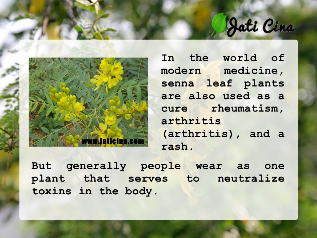 Senna Leaf Benefits