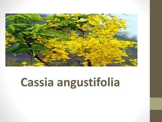 Cassia angustifolia
 