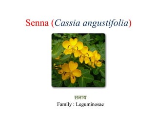 Senna (Cassia angustifolia)
सनाय
Family : Leguminosae
 