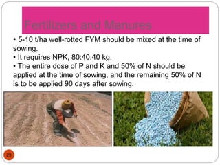 Fym Well Rotted Production Technology of Senna plant | PPTX