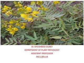Dr. KHUSHBOO DUBEY
DEPARTMENT OF PLANT PATHOLOGY
ASSISTANT PROFESSOR
JNCU,BALLIA
 