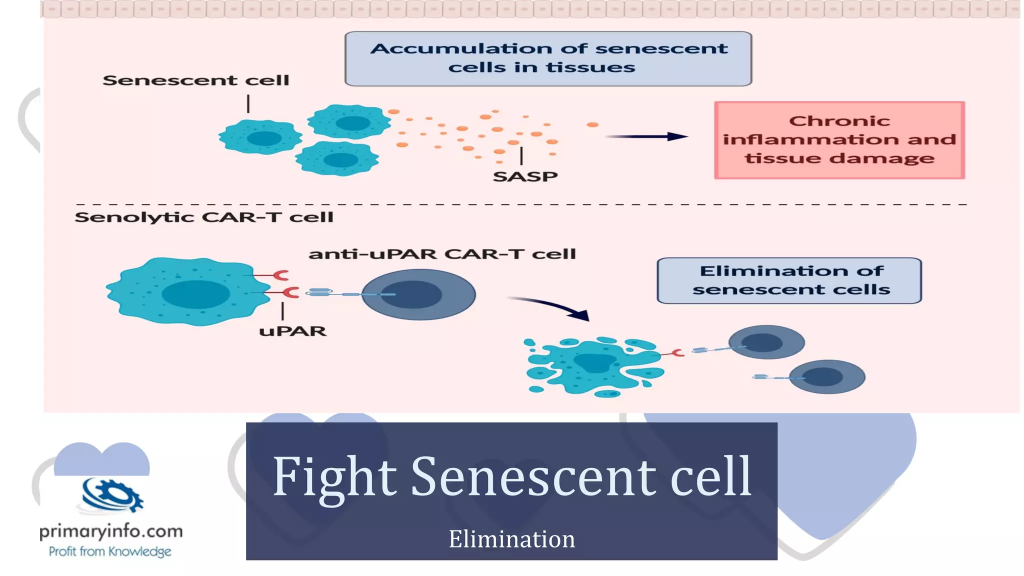 Fight Senescent cell
Elimination