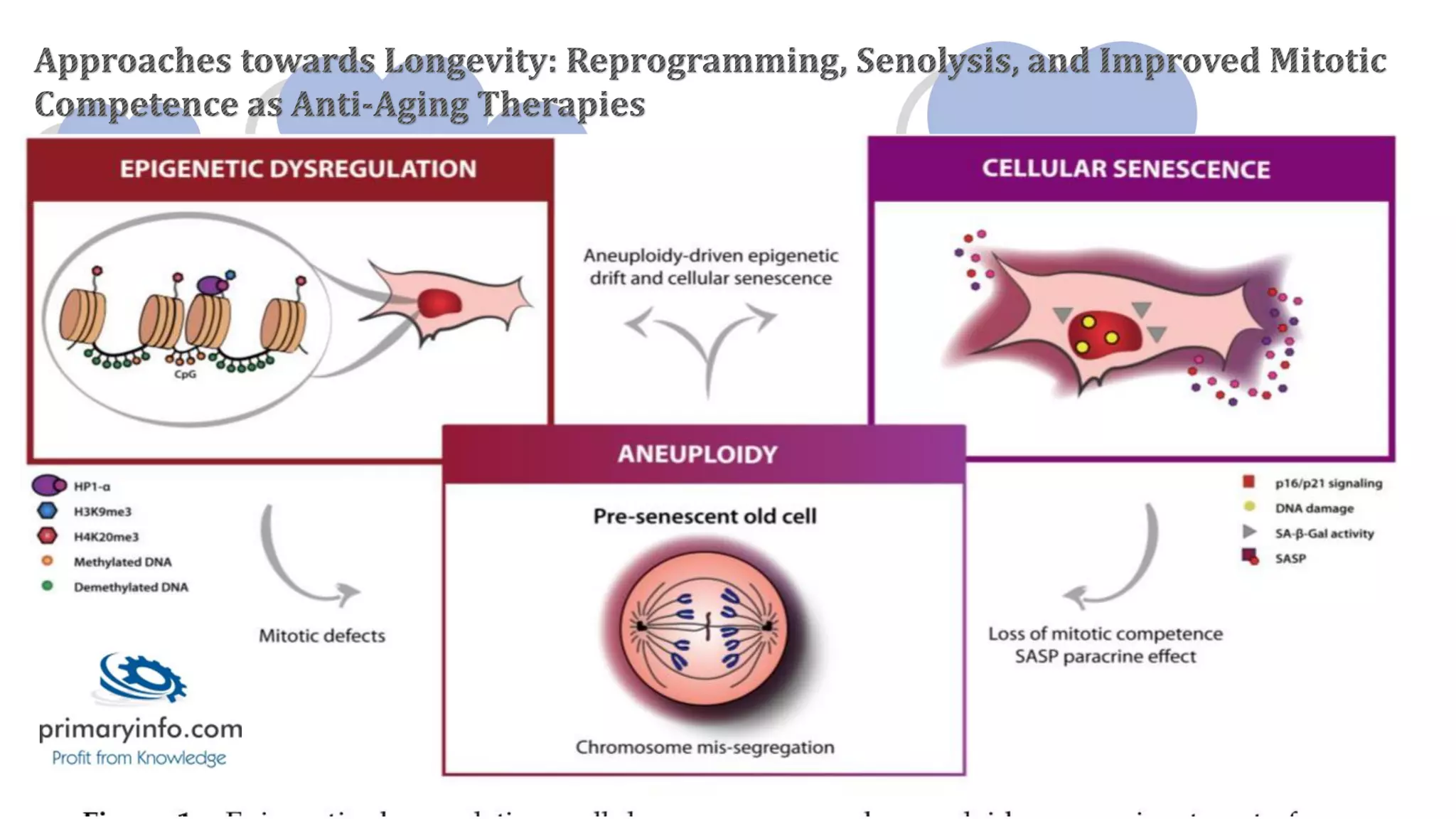 Senolytic Drugs