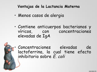 Ventajas de la Lactancia Materna 
• Menos casos de alergia 
• Contiene anticuerpos bacterianos y 
víricos, con concentraciones 
elevadas de IgA 
• Concentraciones elevadas de 
lactoferrina, la cual tiene efecto 
inhibitorio sobre E. coli 
 