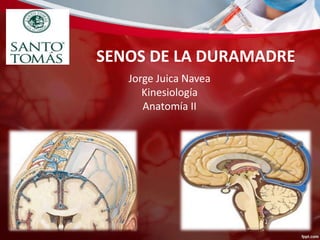 SENOS DE LA DURAMADRE
Jorge Juica Navea
Kinesiología
Anatomía II
 