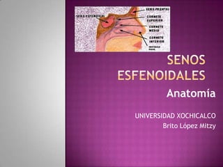 Anatomía
UNIVERSIDAD XOCHICALCO
Brito López Mitzy

 