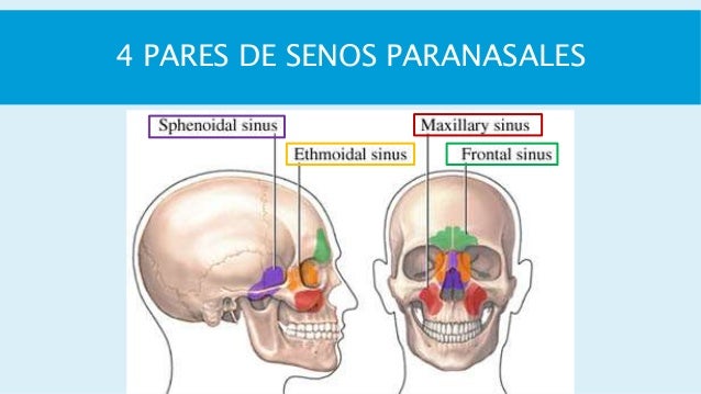 Senos paranasales orl