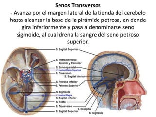 Senos Transversos
- Avanza por el margen lateral de la tienda del cerebelo
hasta alcanzar la base de la pirámide petrosa, en donde
gira inferiormente y pasa a denominarse seno
sigmoide, al cual drena la sangre del seno petroso
superior.
 