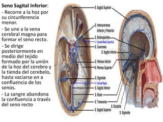 Seno Sagital Inferior:
- Recorre a la hoz por
su circunferencia
menor.
- Se une a la vena
cerebral magna para
formar el seno recto.
- Se dirige
posteriormente en
medio del tejido
formado por la unión
de la hoz del cerebro y
la tienda del cerebelo,
hasta vaciarse en a
confluencia de los
senos.
- La sangre abandona
la confluencia a través
del seno recto
 