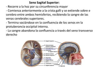 Seno Sagital Superior:
- Recorre a la hoz por su circunferencia mayor
- Comienza anteriormente a la crista galli y se extiende sobre e
cerebro entre ambos hemisferios, recibiendo la sangre de las
venas cerebrales superiores.
- Termina vaciándose en la confluencia de los senos en la
protuberancia occipital interna.
- La sangre abandona la confluencia a través del seno transverso
derecho
 