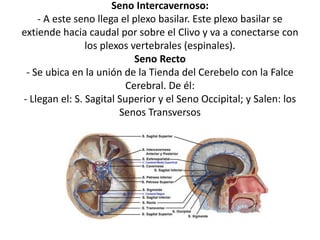 Seno Intercavernoso:
- A este seno llega el plexo basilar. Este plexo basilar se
extiende hacia caudal por sobre el Clivo y va a conectarse con
los plexos vertebrales (espinales).
Seno Recto
- Se ubica en la unión de la Tienda del Cerebelo con la Falce
Cerebral. De él:
- Llegan el: S. Sagital Superior y el Seno Occipital; y Salen: los
Senos Transversos
 