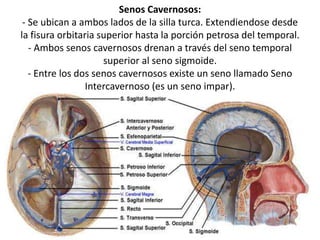 Senos Cavernosos:
- Se ubican a ambos lados de la silla turca. Extendiendose desde
la fisura orbitaria superior hasta la porción petrosa del temporal.
- Ambos senos cavernosos drenan a través del seno temporal
superior al seno sigmoide.
- Entre los dos senos cavernosos existe un seno llamado Seno
Intercavernoso (es un seno impar).
 