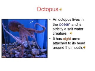 Octopus ,[object Object],[object Object]