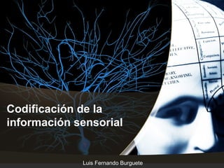 Codificación de la
información sensorial


             Luis Fernando Burguete
 