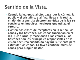  Cuando la luz entra al ojo, pasa por la córnea, la
pupila y el cristalino, y al final llega a la retina,
en dónde la energía electromagnética de la luz se
convierte en impulsos nerviosos que utiliza el
cerebro.
 Existen dos clases de receptores en la retina, los
conos y los bastones. Los conos funcionan en el
día (luz diurna) y reaccionan a los colores. Los
bastones son los principales responsables de la
visión nocturna cuando no hay luz suficiente para
estimular los conos. La fóvea contiene miles de
conos pero ningún bastón.
 