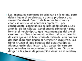  Los mensajes nerviosos se originan en la retina, pero
deben llegar al cerebro para que se produzca una
sensación visual. Dentro de la retina bastones y
conos se unen a las neuronas bipolares; por
consiguiente, conectan las células ganglionares. Los
axones de las células ganglionares convergen para
formar el nervio óptico que lleva mensajes del ojo al
cerebro. Las fibras del nervio óptico del lado derecho
de cada ojo van al hemisferio derecho del cerebro; las
del lado izquierdo llegan al hemisferio izquierdo. Las
fibras cruzan al lado opuesto del quiasma óptico.
Algunos estímulos llegan a las partes del cerebro
que controlan los movimientos retinianos. Otros se
dirigen a las áreas de proyección visual en el cerebro.
 