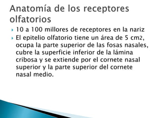  10 a 100 millores de receptores en la nariz
 El epitelio olfatorio tiene un área de 5 cm2,
ocupa la parte superior de las fosas nasales,
cubre la superficie inferior de la lámina
cribosa y se extiende por el cornete nasal
superior y la parte superior del cornete
nasal medio.
 