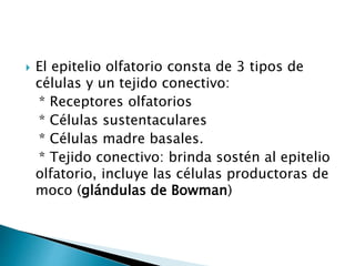  El epitelio olfatorio consta de 3 tipos de
células y un tejido conectivo:
* Receptores olfatorios
* Células sustentaculares
* Células madre basales.
* Tejido conectivo: brinda sostén al epitelio
olfatorio, incluye las células productoras de
moco (glándulas de Bowman)
 