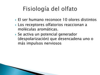  El ser humano reconoce 10 olores distintos
 Los receptores olfatorios reaccionan a
moléculas aromáticas.
 Se activa un potencial generador
(despolarización) que desencadena uno o
más impulsos nerviosos
 