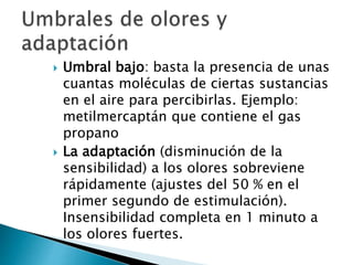  Umbral bajo: basta la presencia de unas
cuantas moléculas de ciertas sustancias
en el aire para percibirlas. Ejemplo:
metilmercaptán que contiene el gas
propano
 La adaptación (disminución de la
sensibilidad) a los olores sobreviene
rápidamente (ajustes del 50 % en el
primer segundo de estimulación).
Insensibilidad completa en 1 minuto a
los olores fuertes.
 